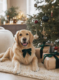 Cartão-presente Loja dos Patudos: golden retriever com laço de Natal junto à árvore